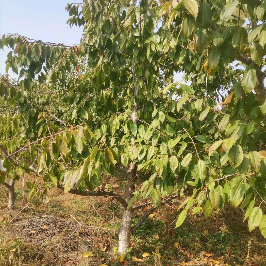 水果，苗木欢迎合作