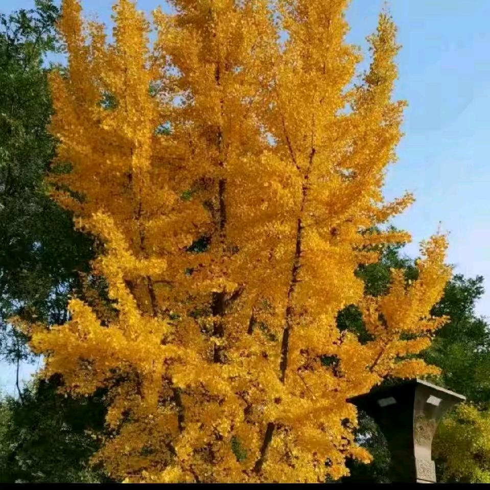 张群