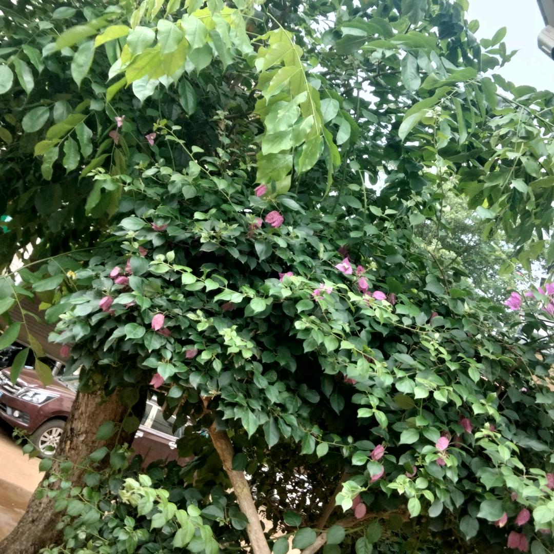 老谈