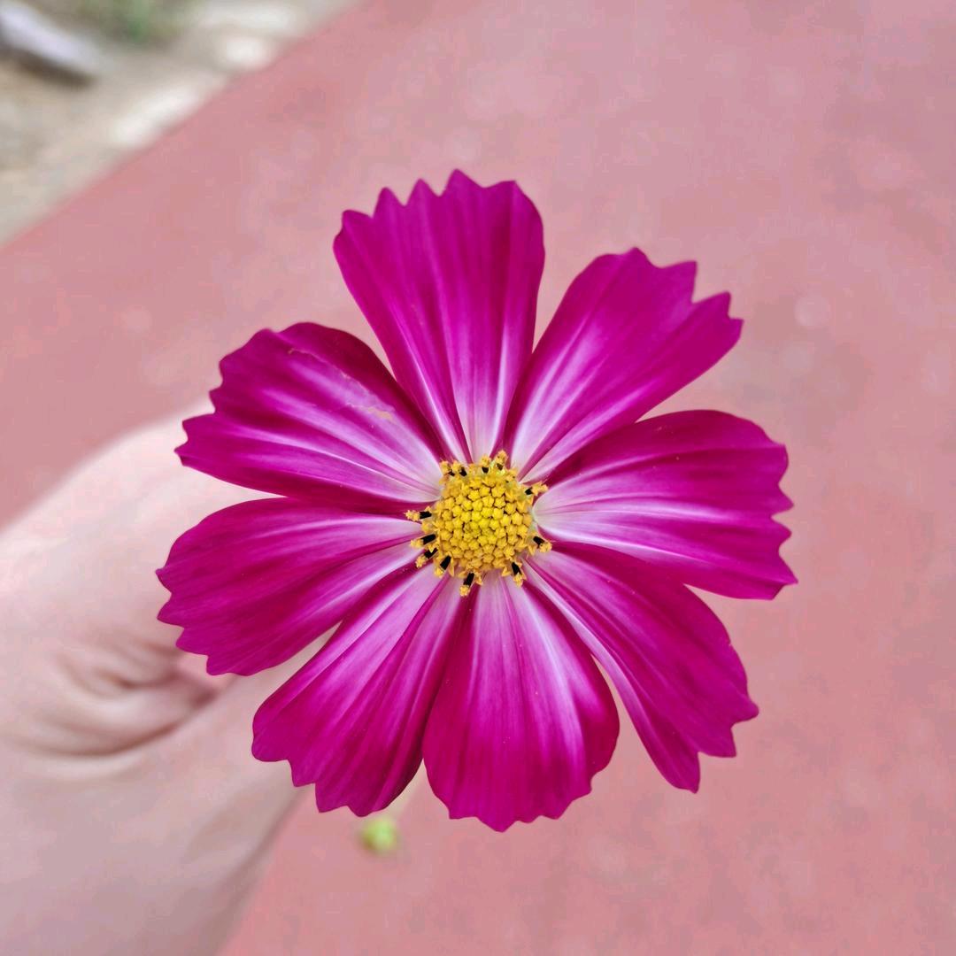 Ꭽℯ⃝落ঞᩚ幕꧔ꦿ᭄