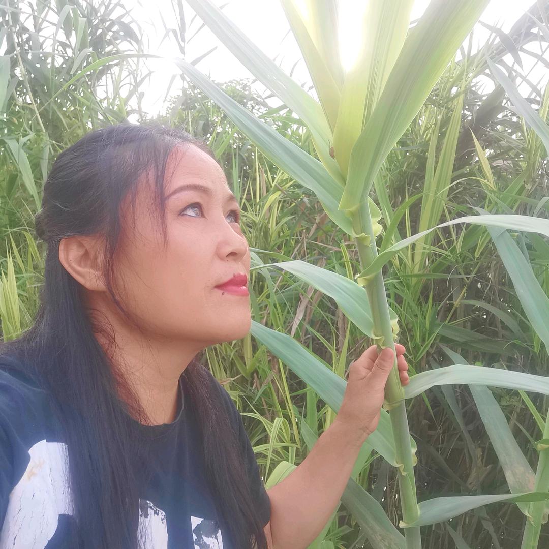 铁扇公主👸