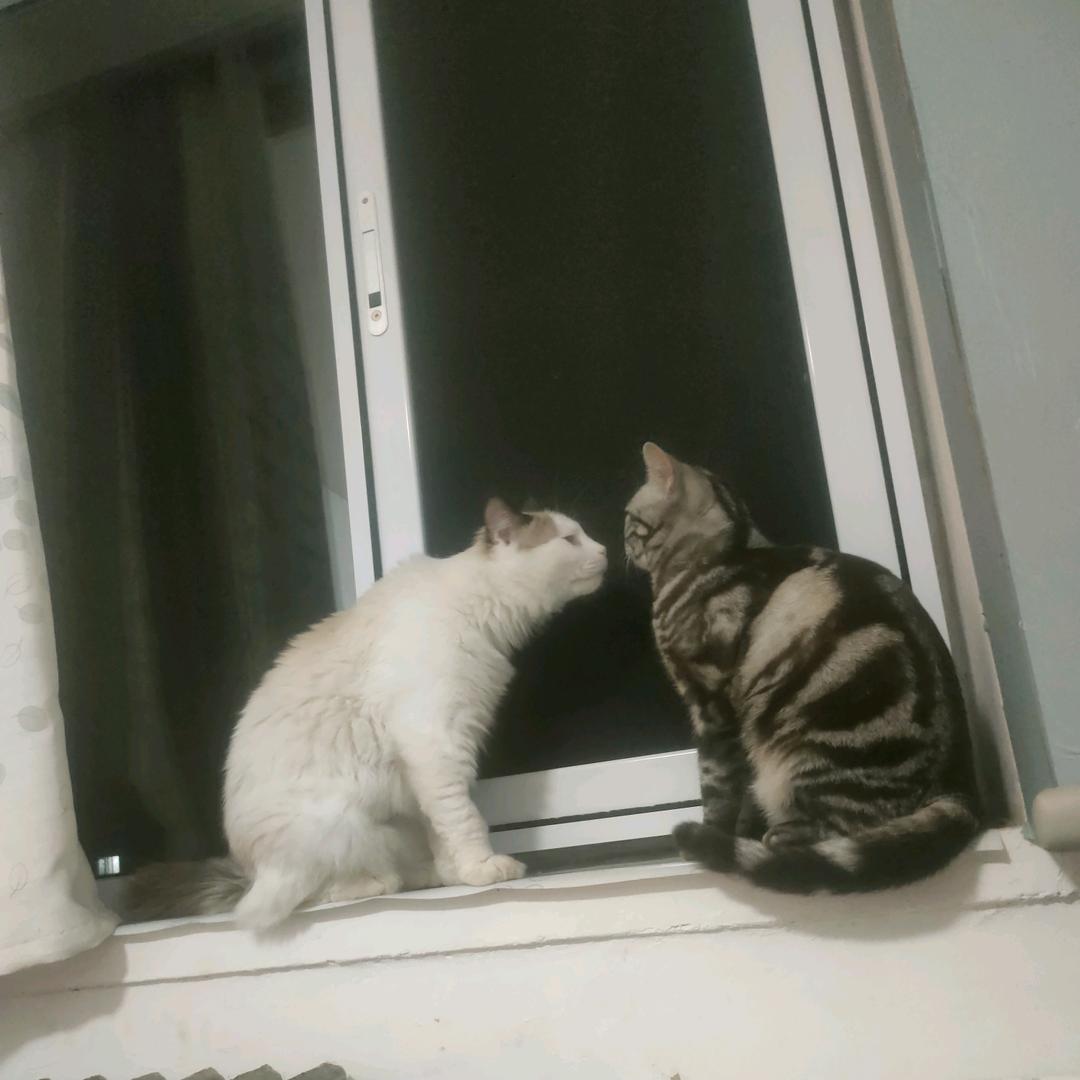山下三只猫