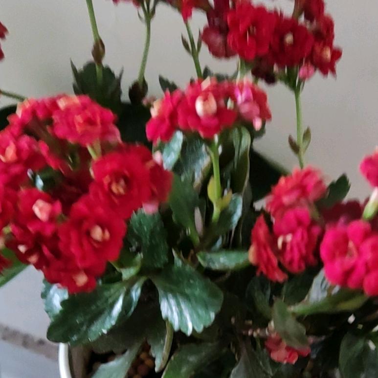 爱吃土豆的红薯