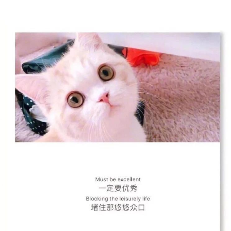 骄傲的小狮子🦁