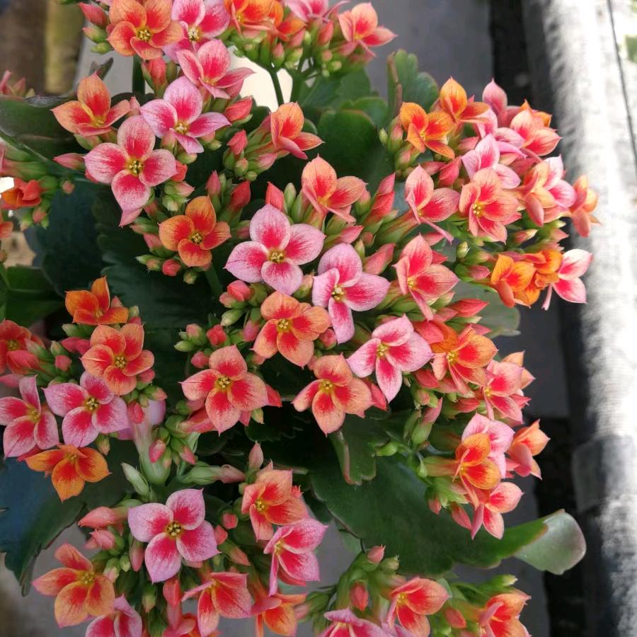 聊城经济技术开发区鸿运花卉园艺的小店小号