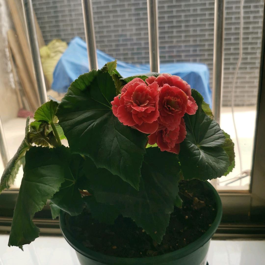 解翠英