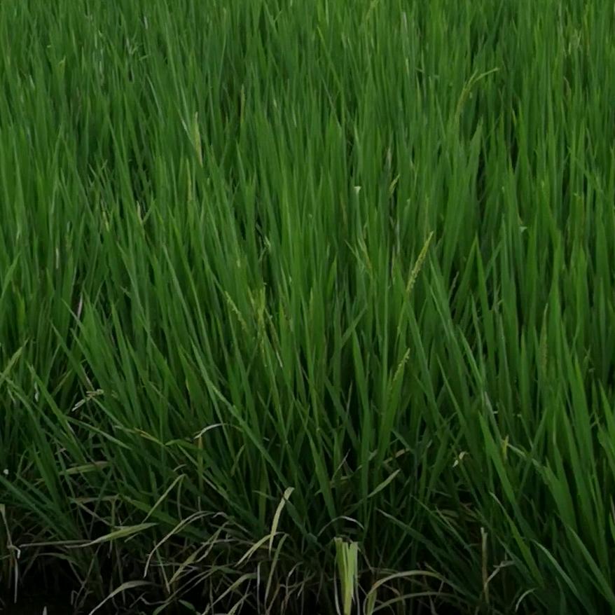 把爱撒向人间原天林