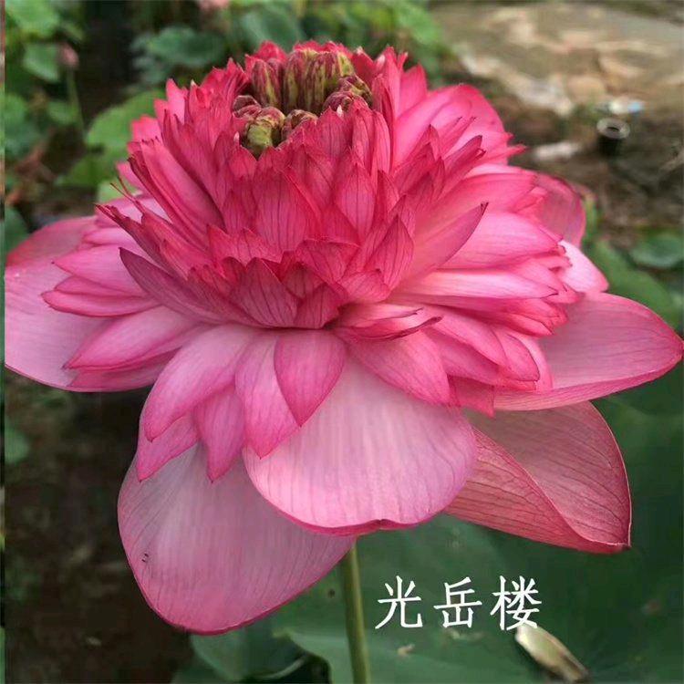 永信水生植物种植专业合作社