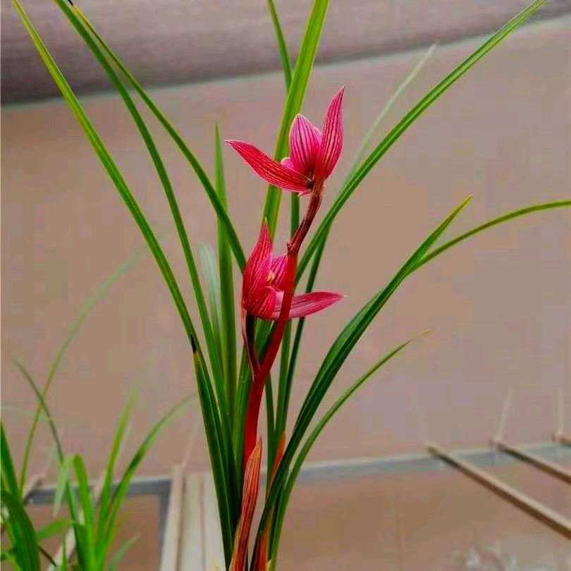 笨蛋花痴