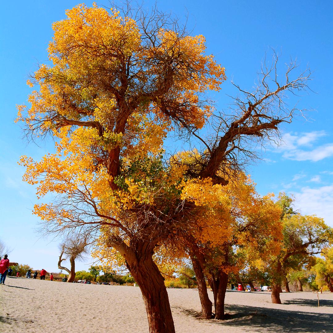 葡萄姐姐旅行记