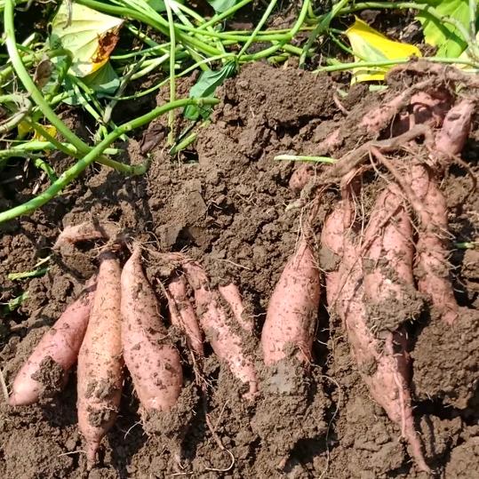 农民种地卖红薯粉条的小姐姐