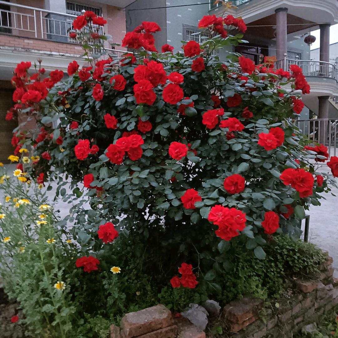 风平浪静，吴师