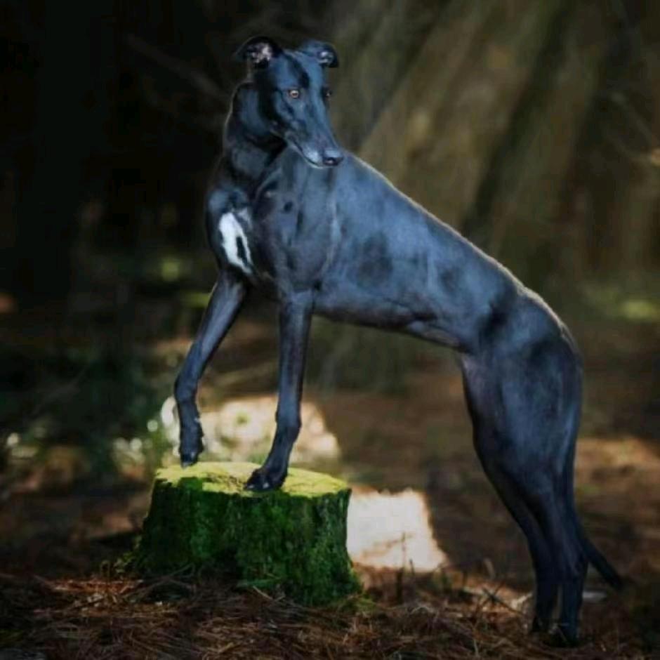 探夜者海康热成像，小岩