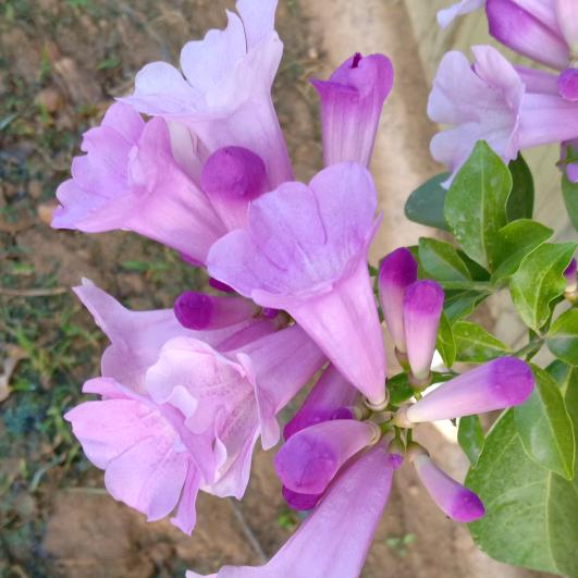 🍀✨ᰔᩚ᭄心想💞ℛ事陈꧔ꦿᩚ࿐?