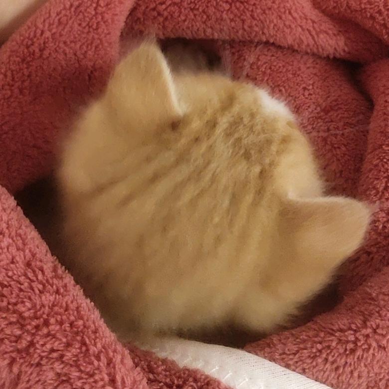 我有一只小猫咪