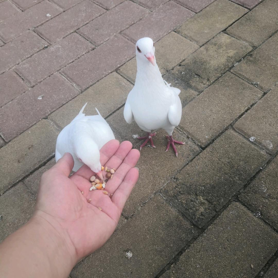 凌云