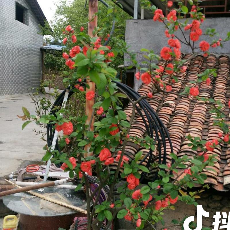 海棠花