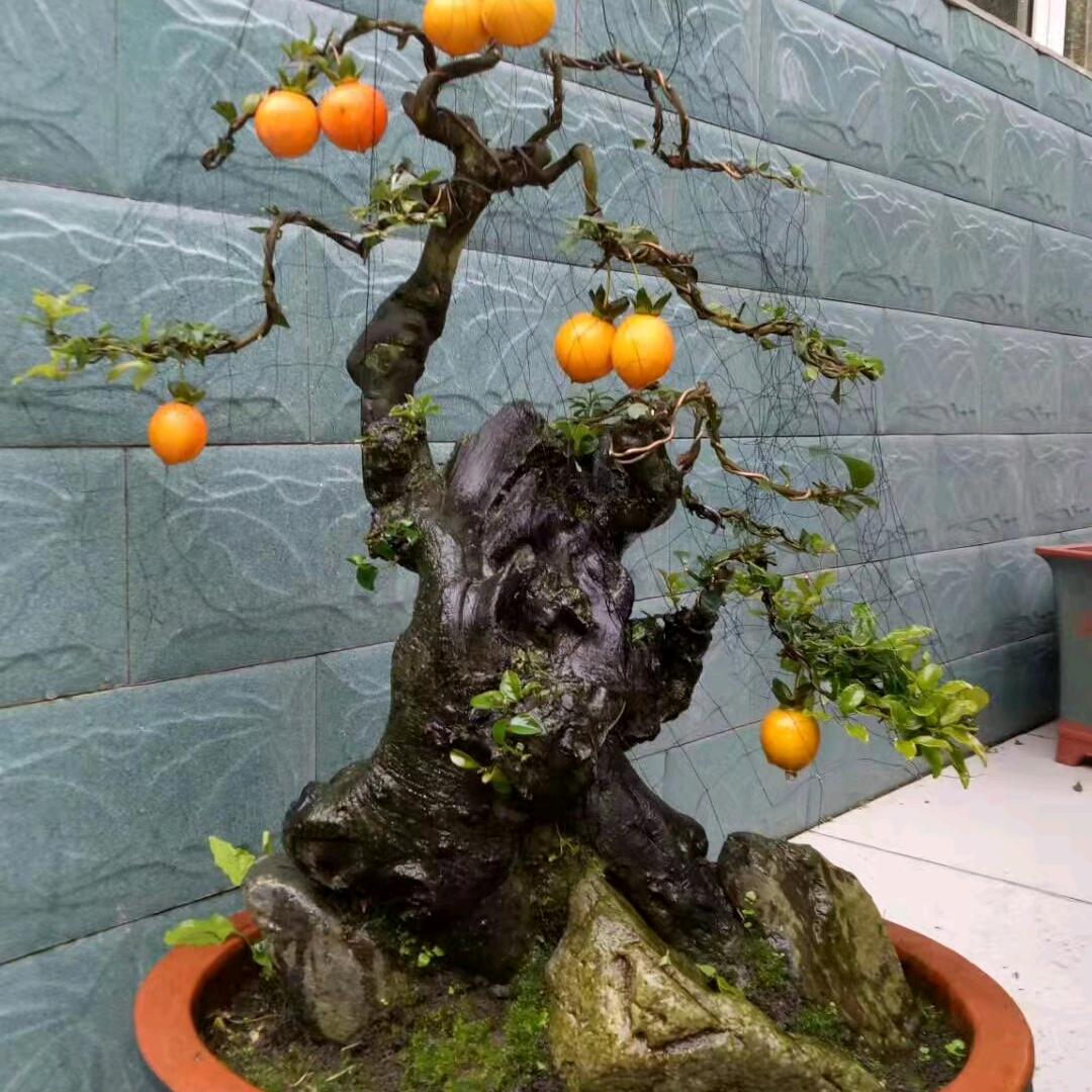 香水百合(盆景园艺)