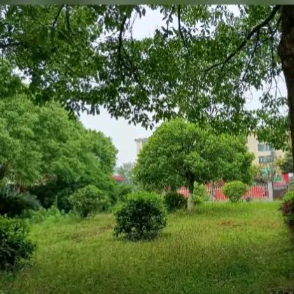 聆听花开的声音