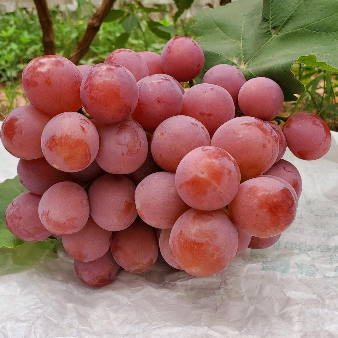 宾川县保丰农资技术服务部