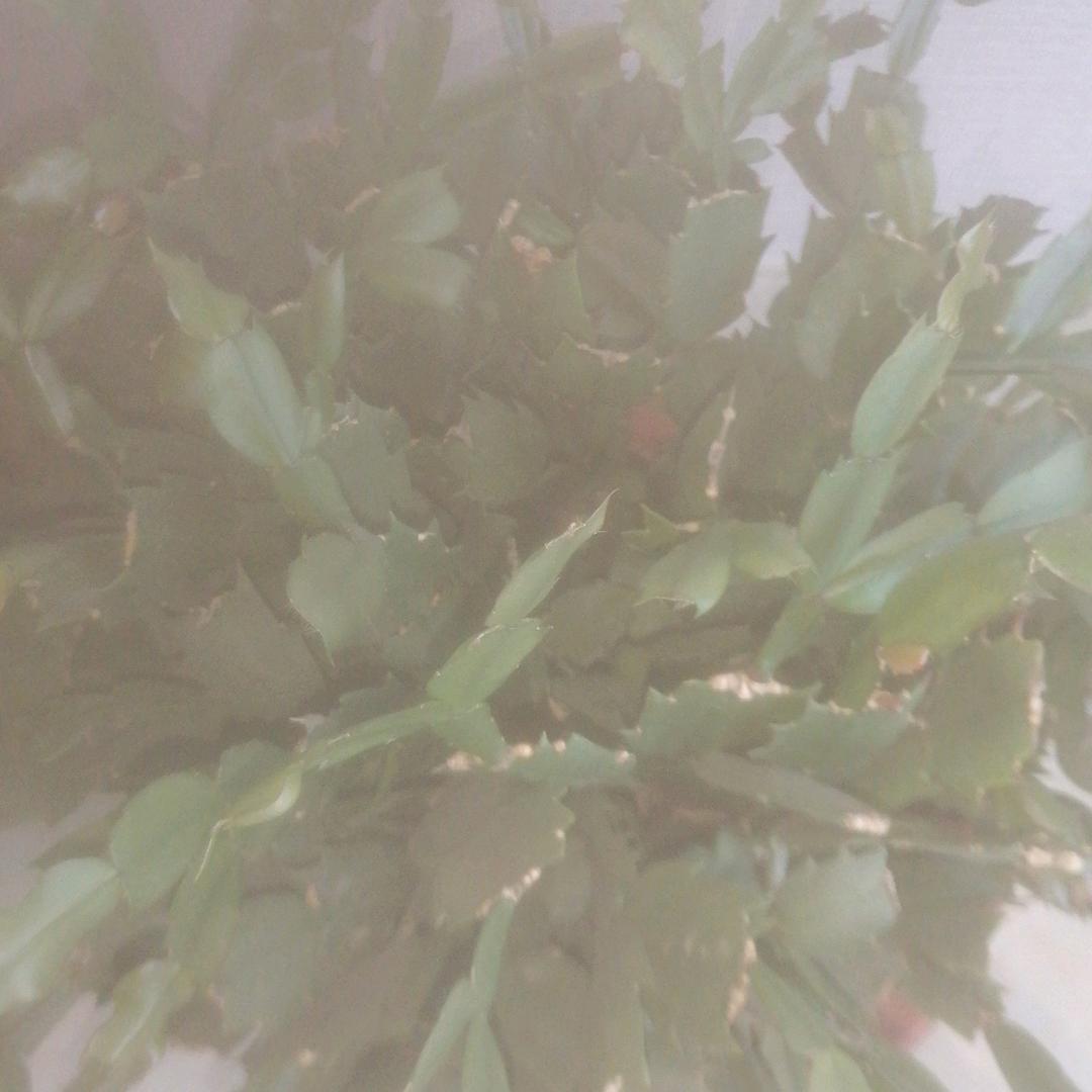 琳