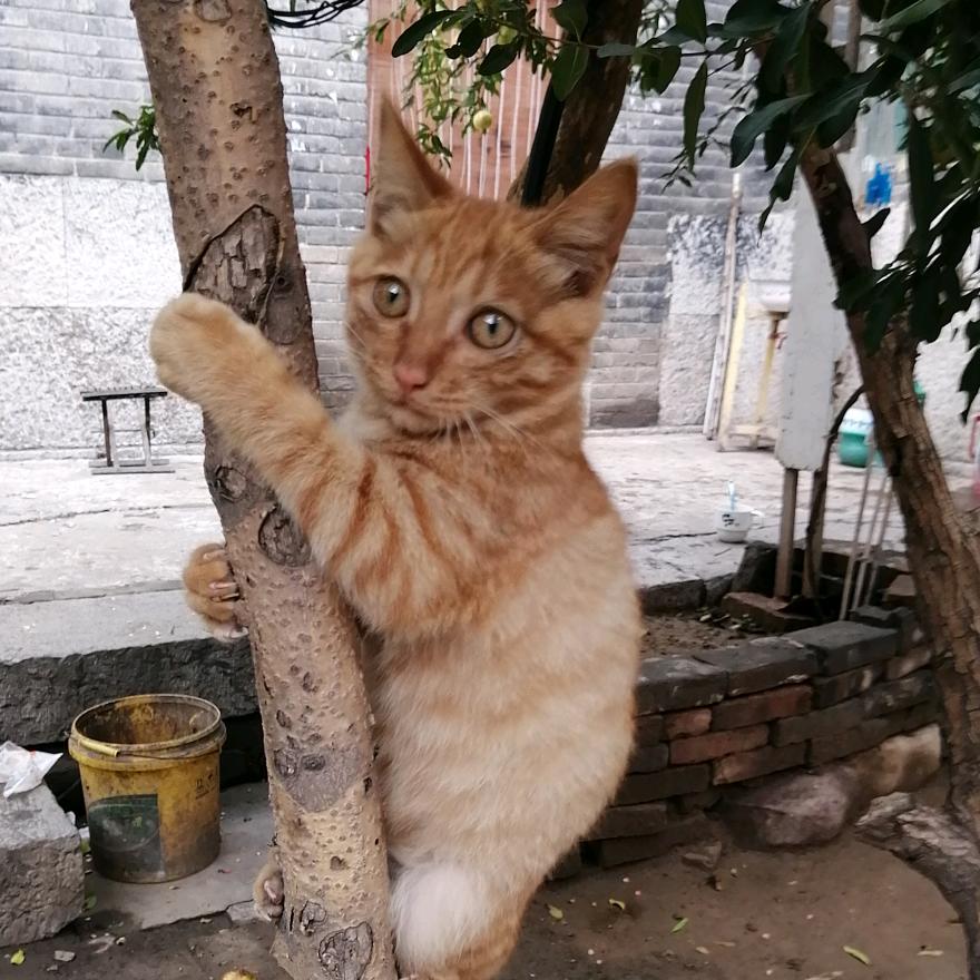 铁锅炖大鹅