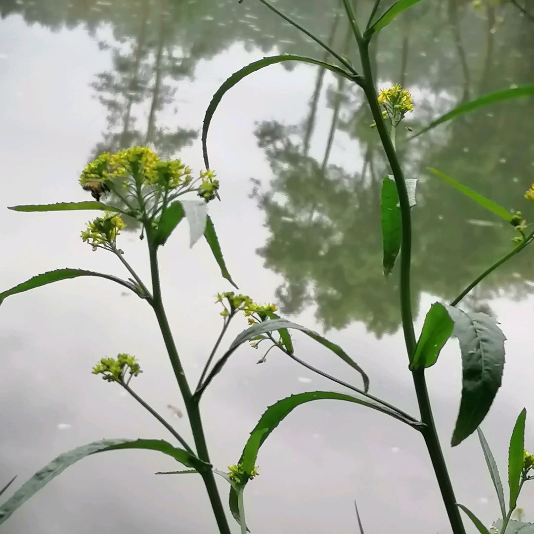 牛顿吃苹果