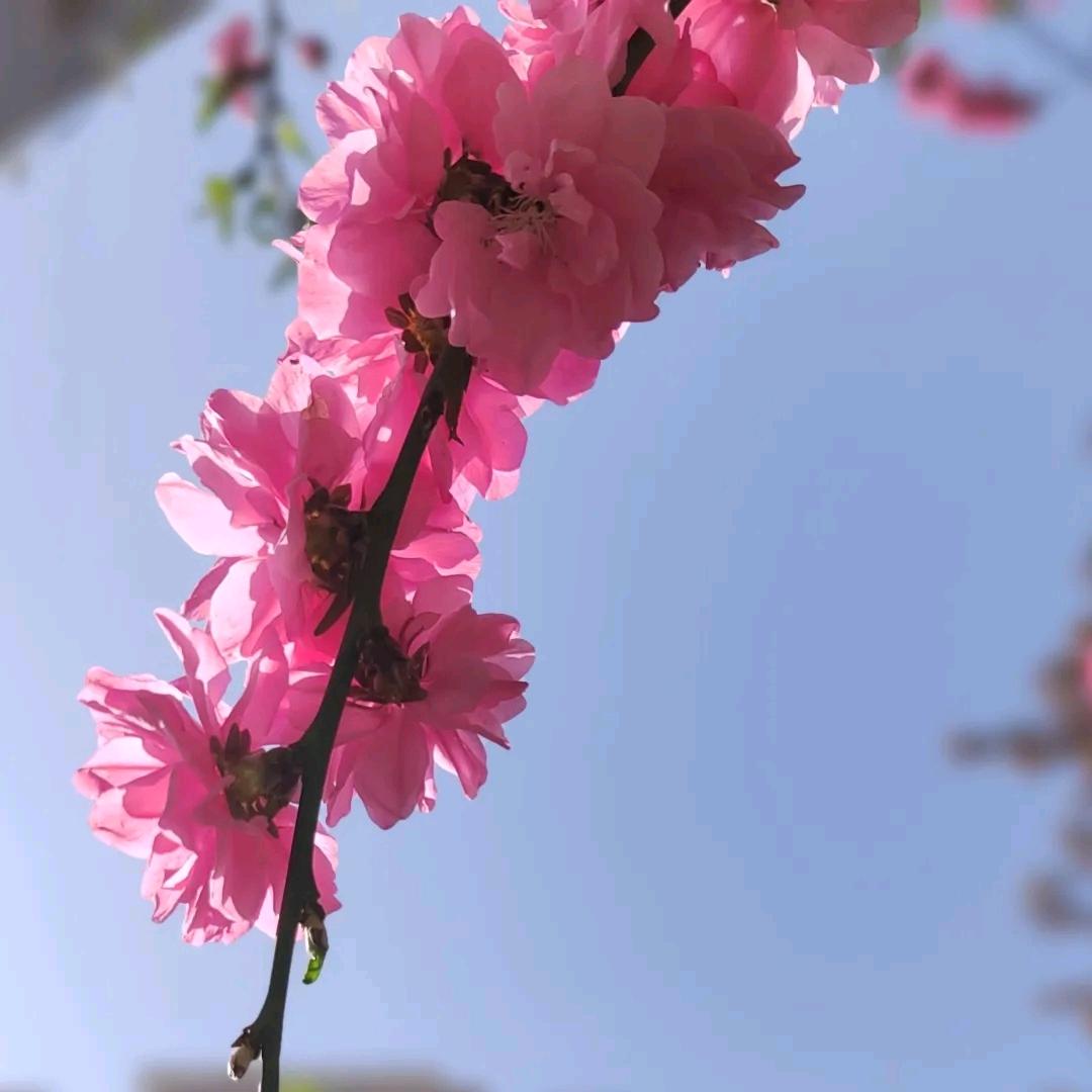 花好月圆