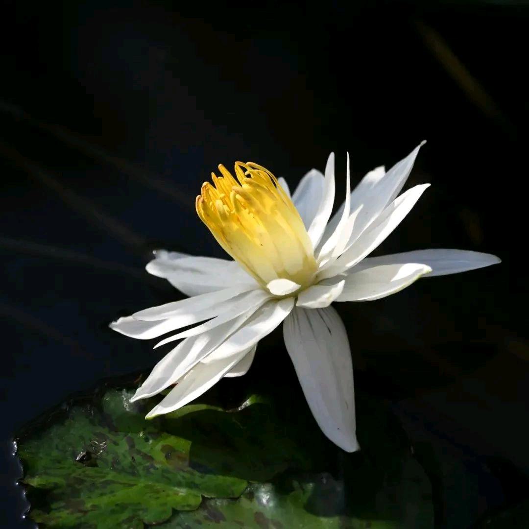 芳
