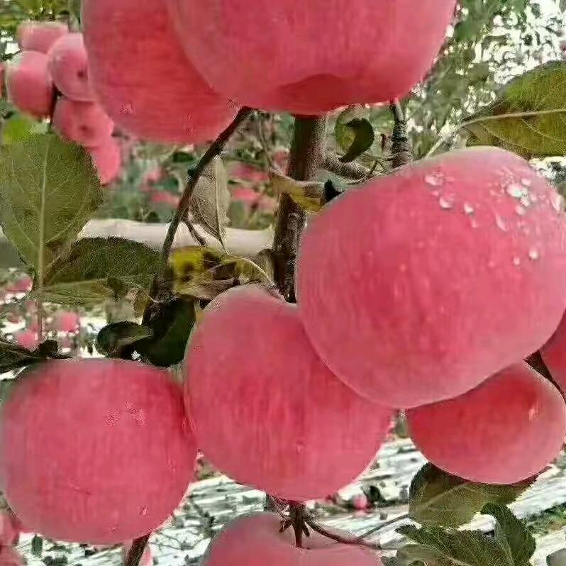 彩云之南