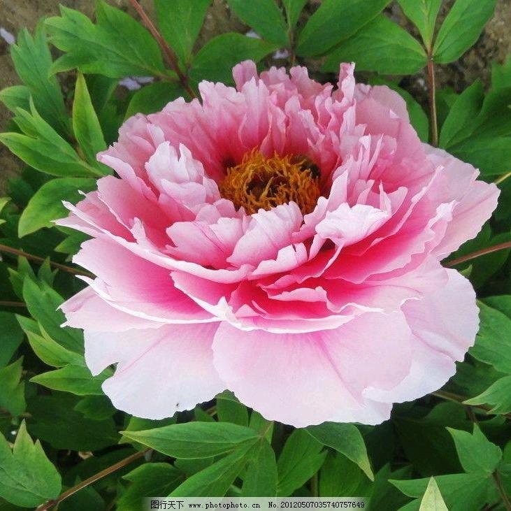 花开花落