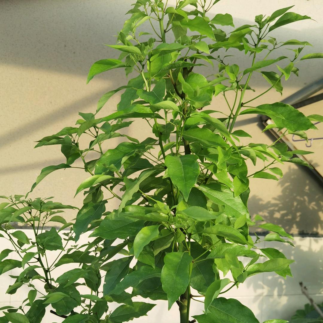 狗尾草