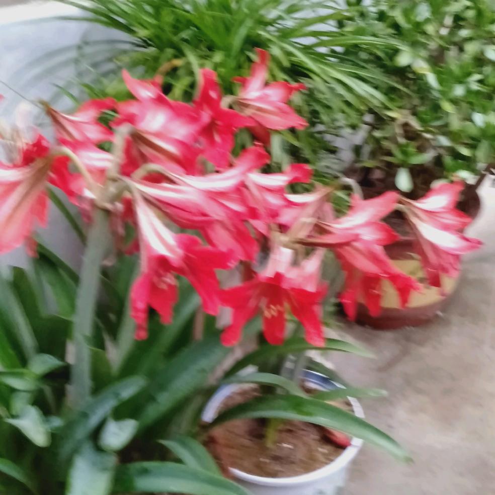 心想事成，一切顺心。