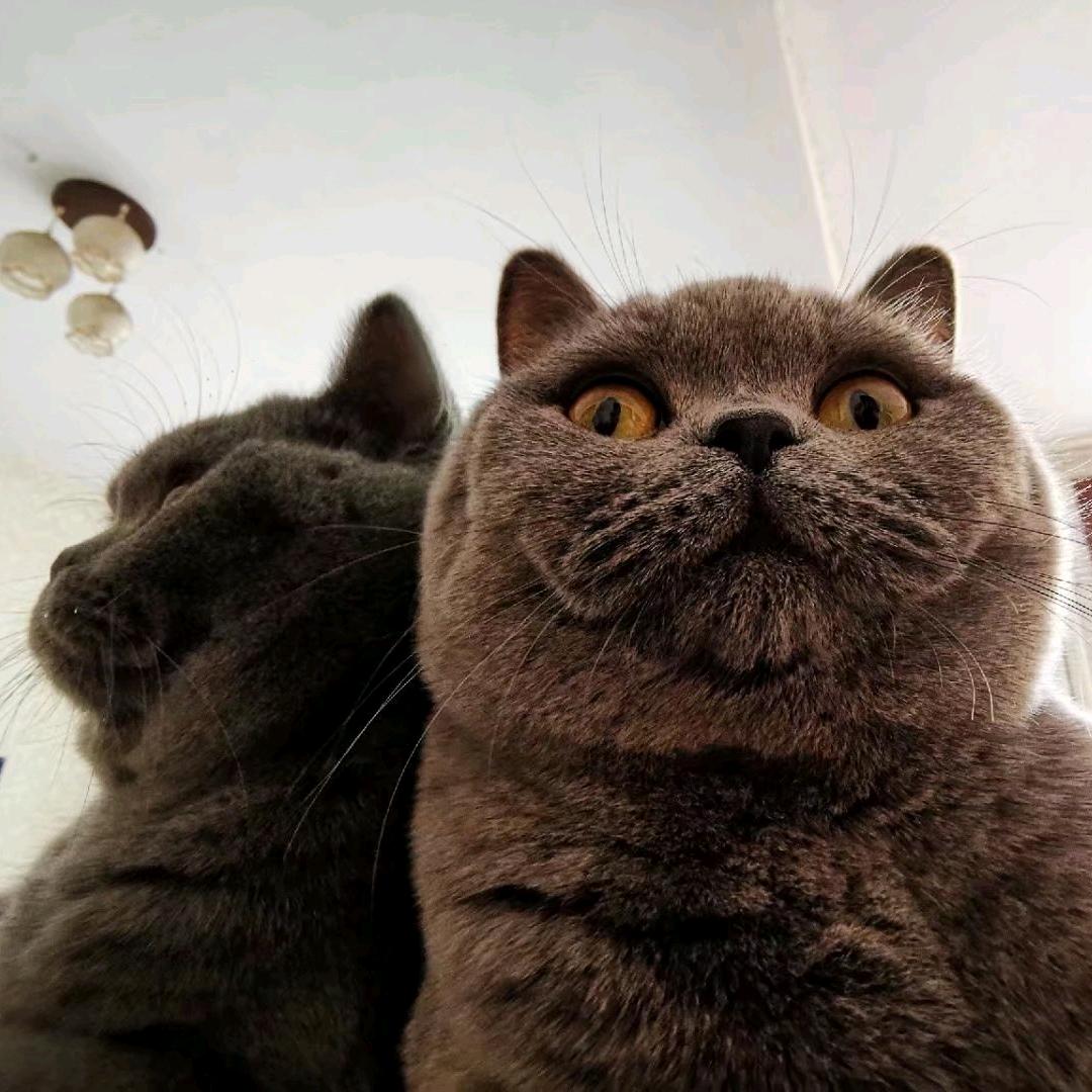 🙈🙉🙊