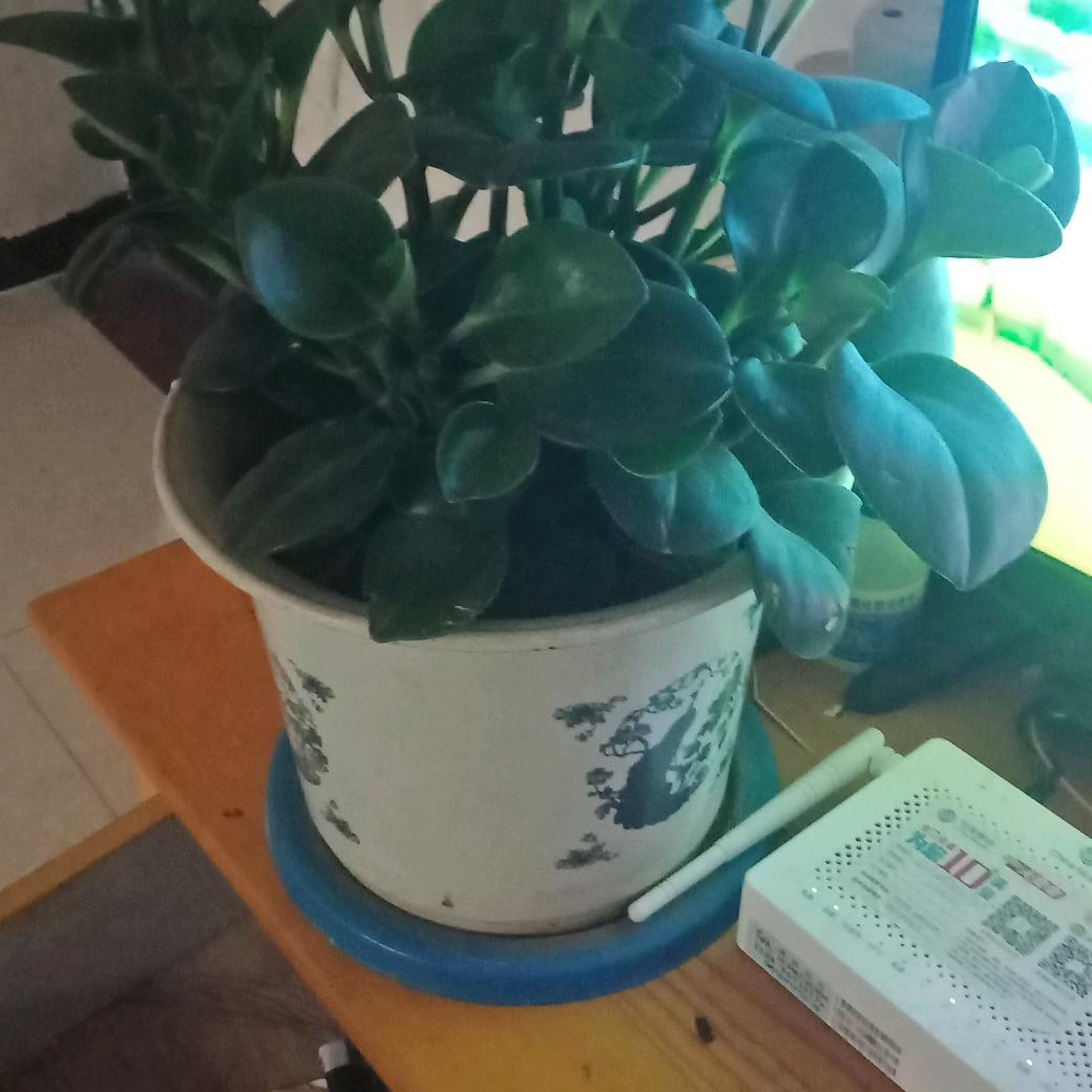 小不点