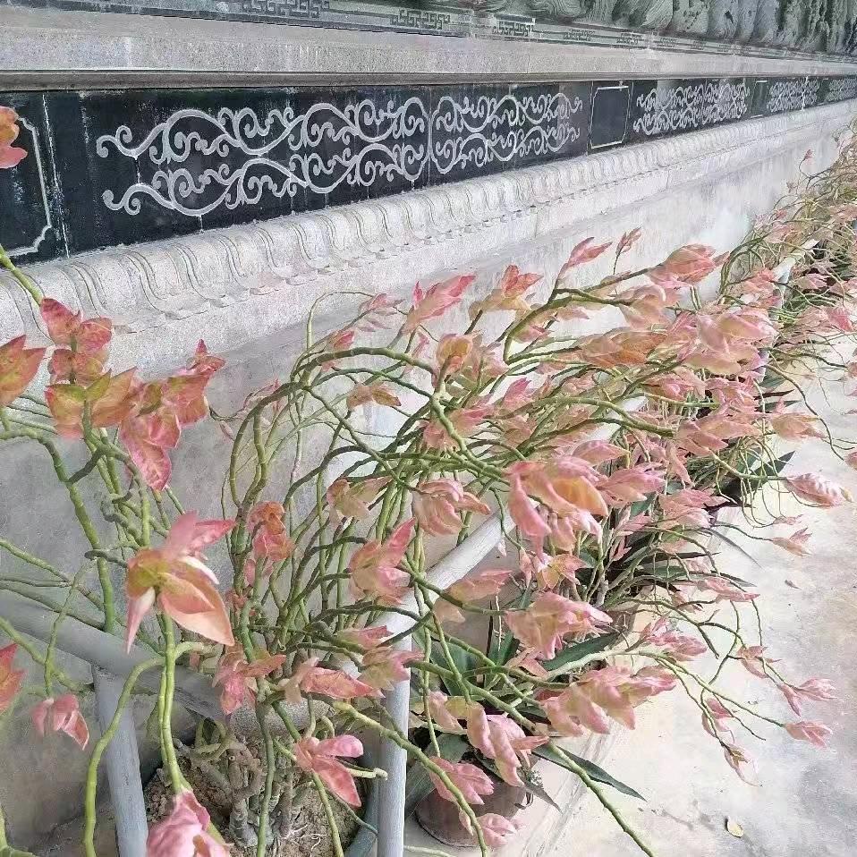 明名挪威三文鱼（名山店）