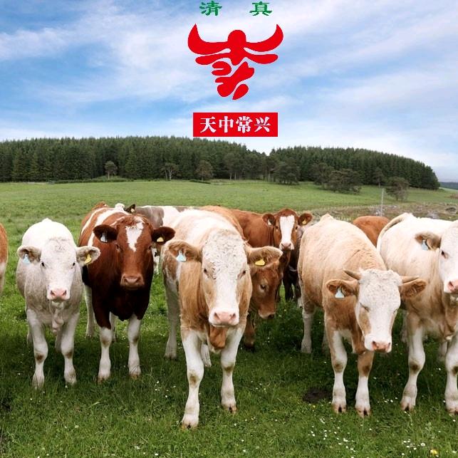 常兴自养牛肉