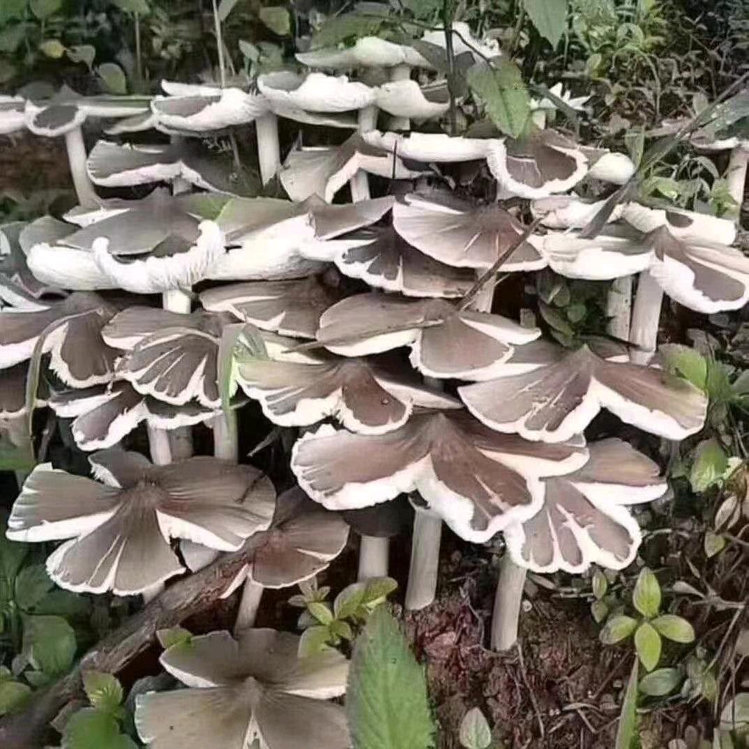 露露