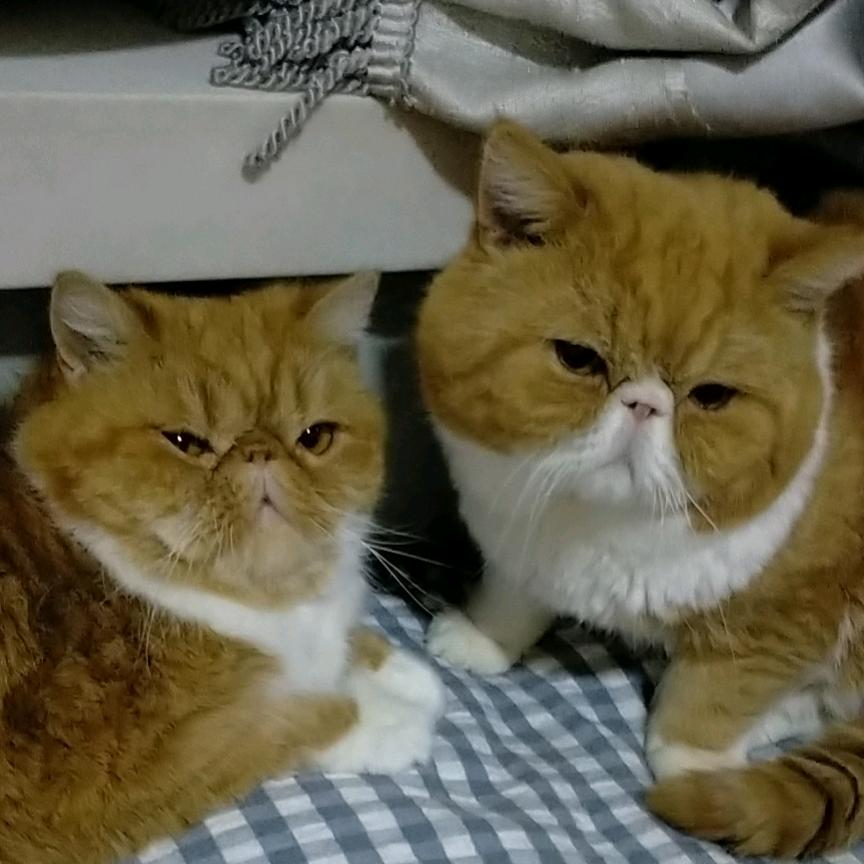 随性