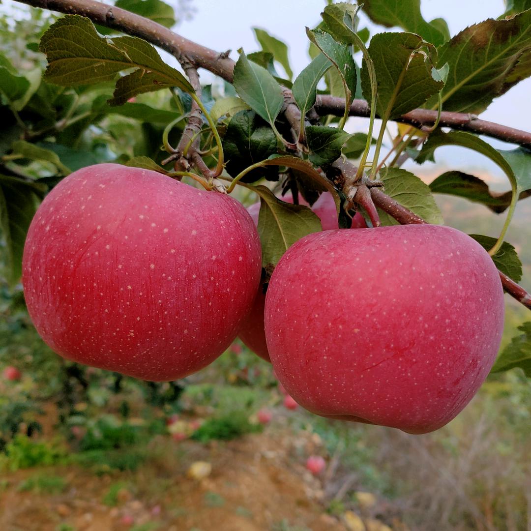 默然，问心🍀了（拒连赞！）