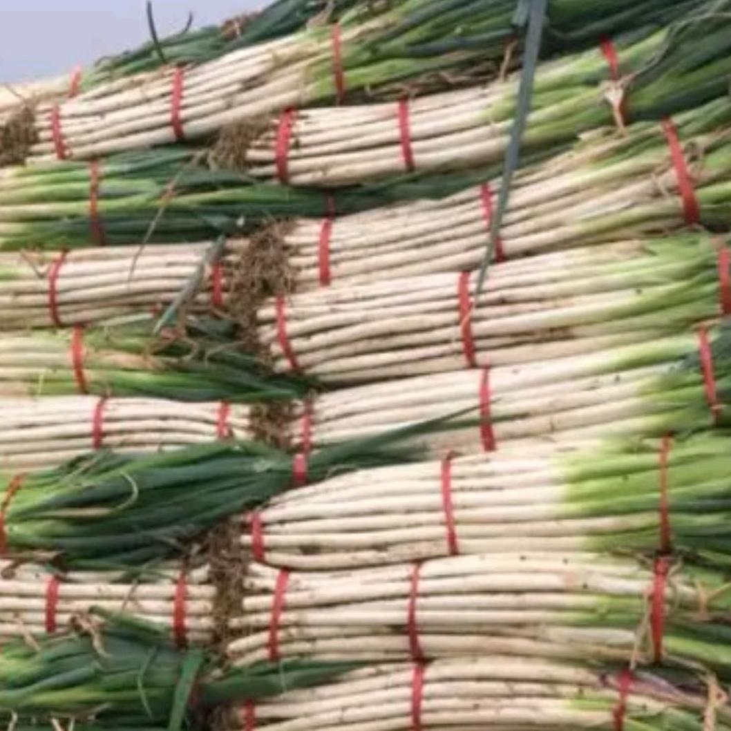 高白大葱葱苗葱种 山东郑氏种业有限公司