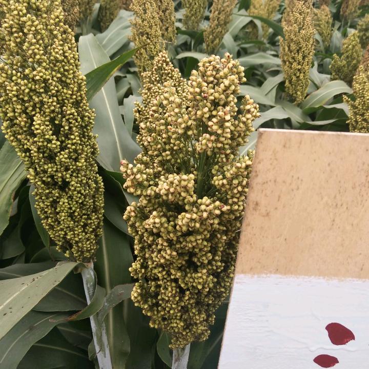 用户36046437头像