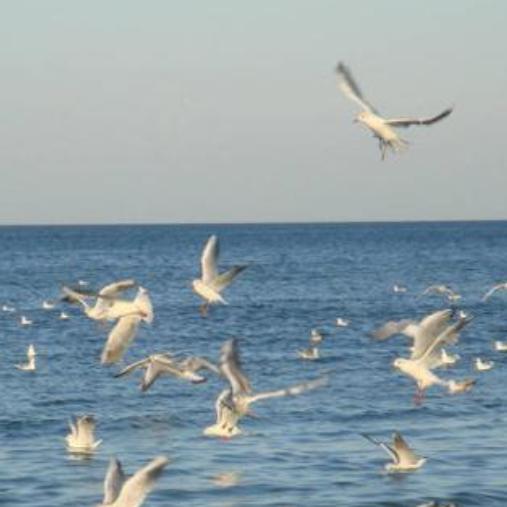 苍海飞鸥