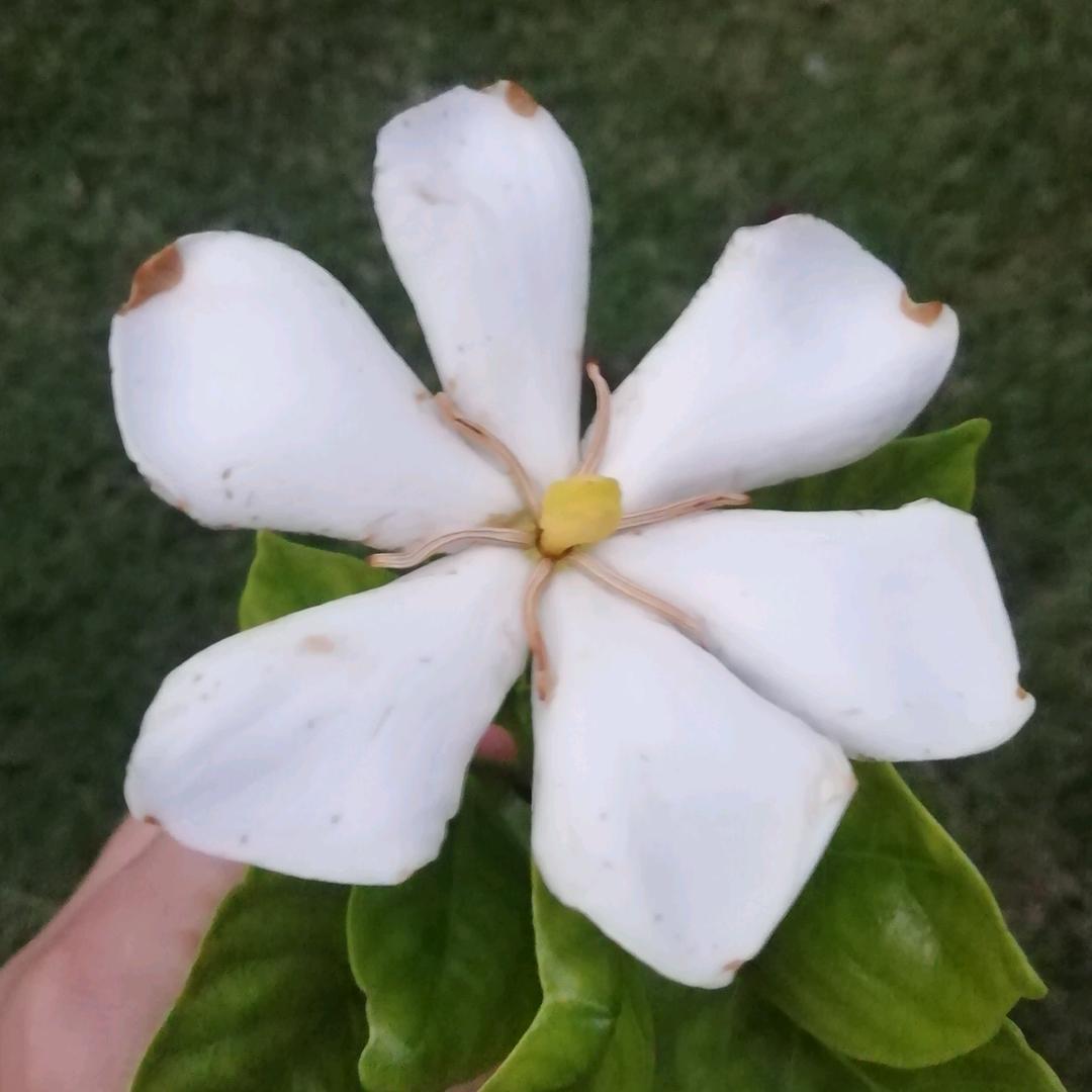 小瑜耳
