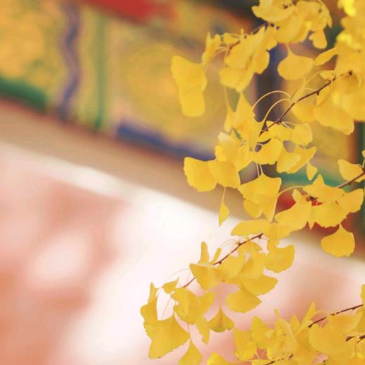 七七八八爱旅行