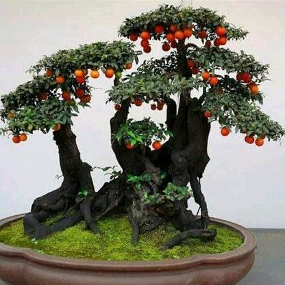 金弹子盆景李卉花店