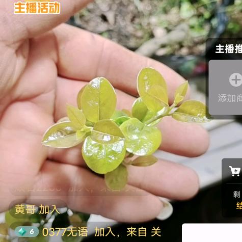 渝凤金弹子小院