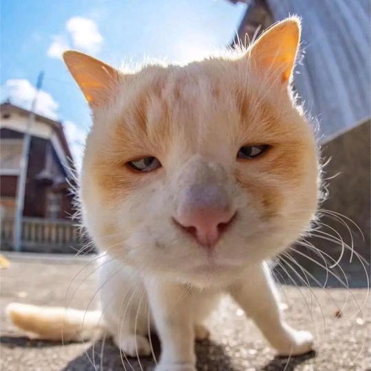 玲珑骰子🐾 小红豆