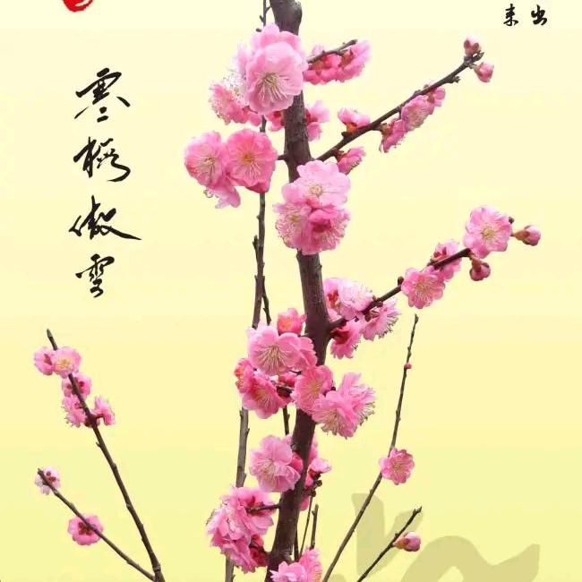 花自芬芳