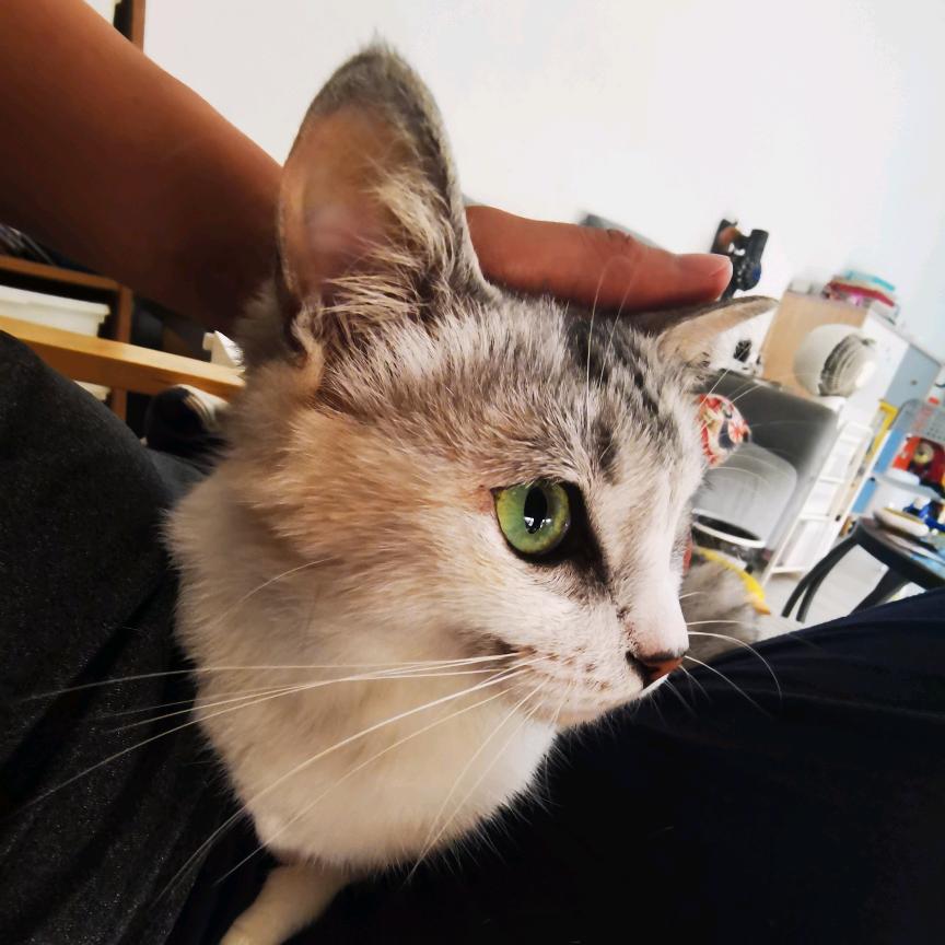 土豆的妈妈是番茄